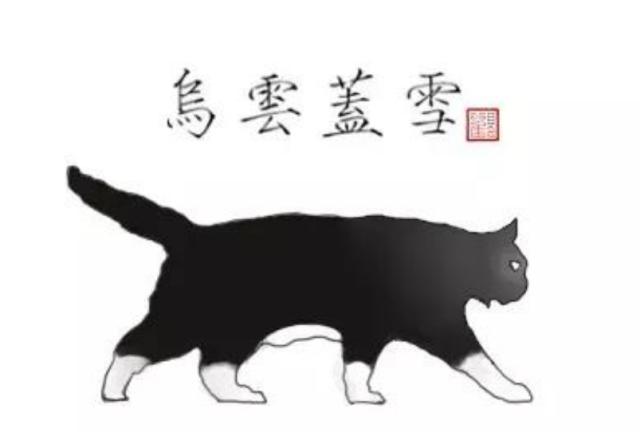 黑白猫比其他毛色的猫勇敢吗,黑白猫和燕尾猫有什么区别