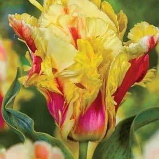 月季花的花花世界,郁金香的花海视频