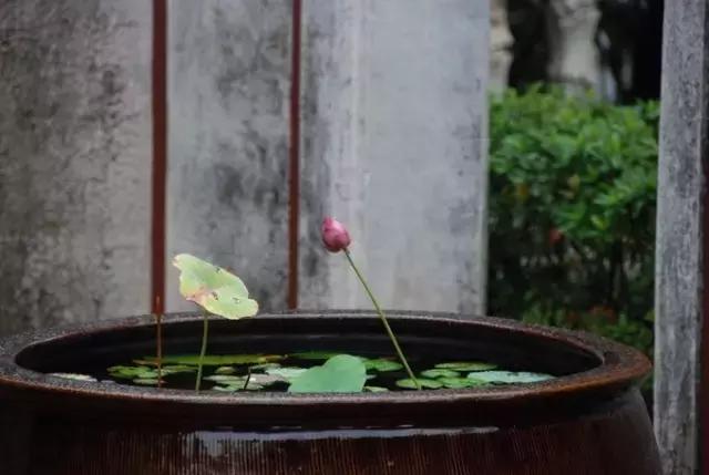 瑭碧香事|一物降一物，以天然香气来驱蚊