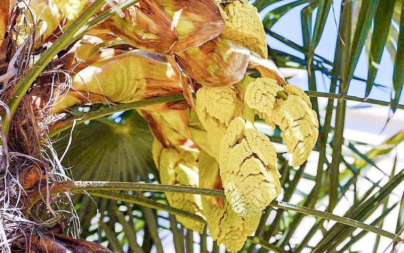 长在树上无人识，古人称它“木鱼”，营养价值高，极为珍贵