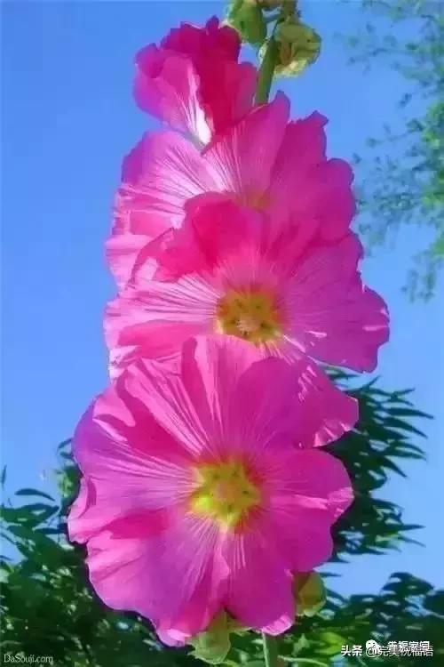 正月初九寓意的吉祥话,正月初九美好的祝福送给有缘的人