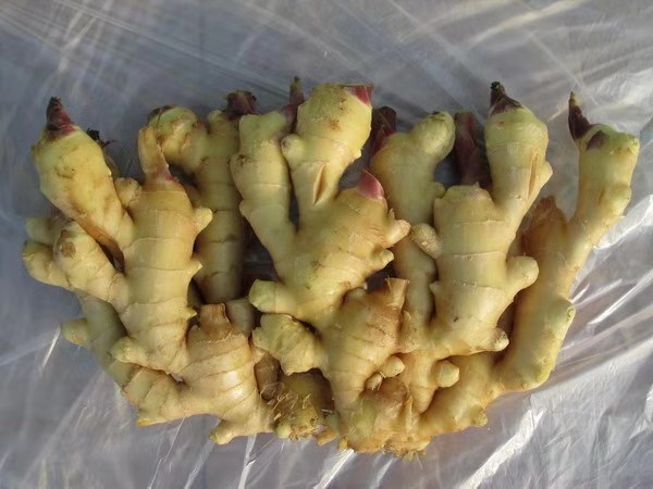 涝死的大姜怎么处理,大姜防死棵