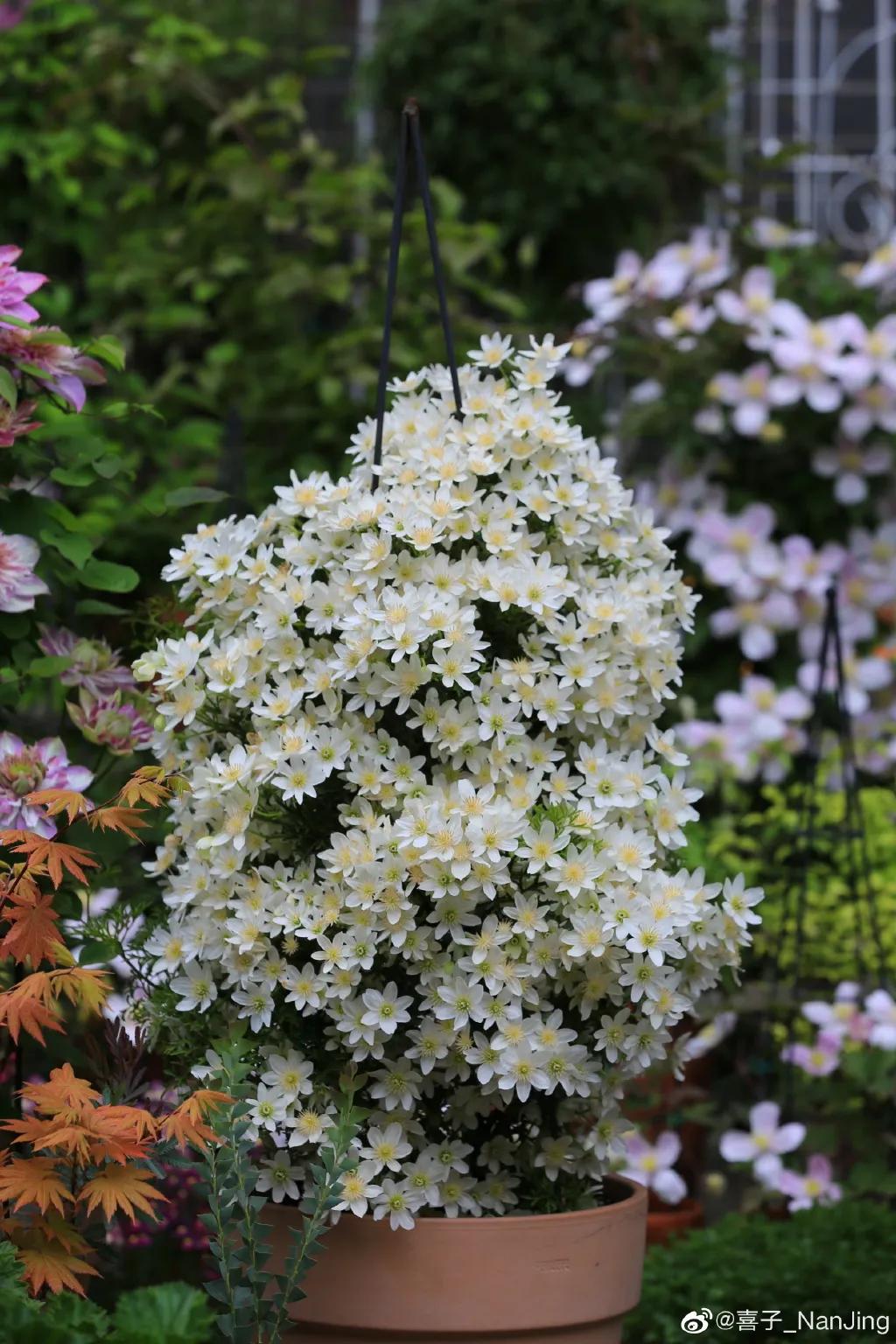 藤本植物皇后铁线莲,藤本皇后铁线莲品种