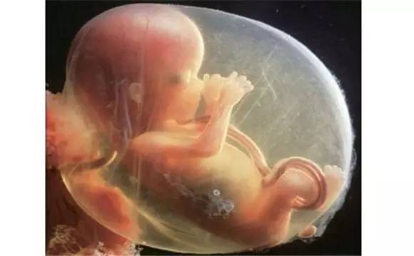 胎儿胎盘脐带在肚子里的结构,胎儿胎盘及附属物