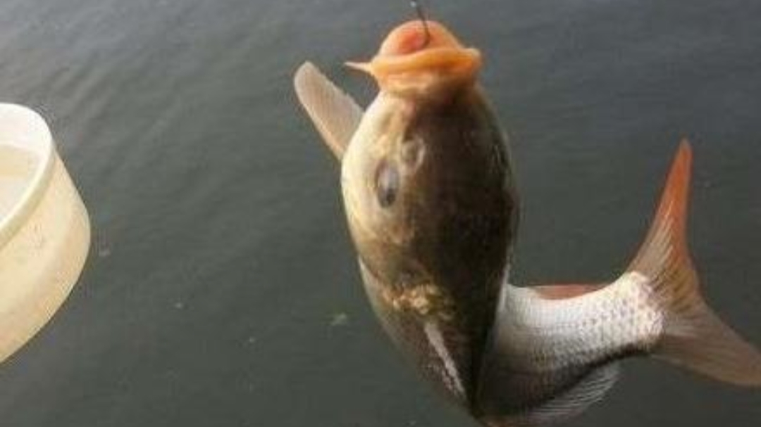 钓鱼知识黑坑配方,黑坑大蒜钓草鱼效果怎么样