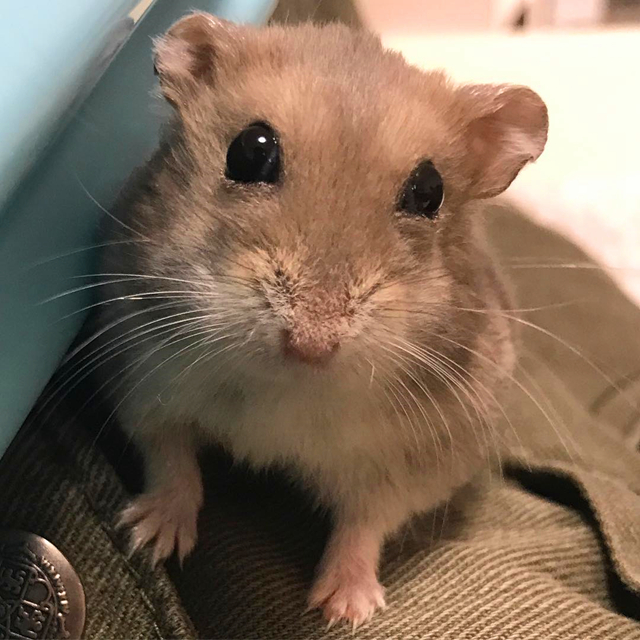 仓鼠陪主人复习功课，因玩性太重，无奈被送回鼠笼