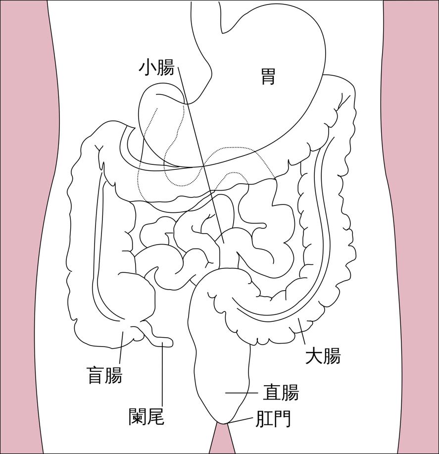 听说过结肠癌、直肠癌,那结直肠癌的结直肠在哪里?