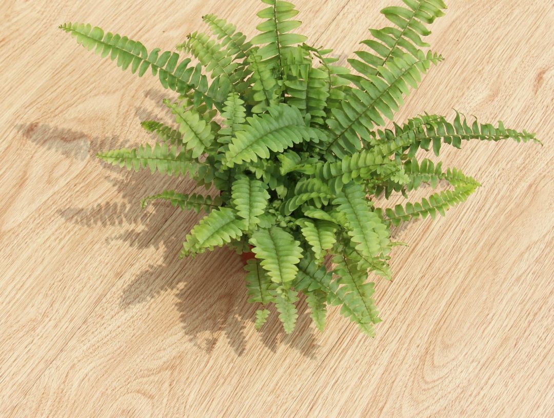 三种花最养人高端大气有档次,3种花便宜又好养