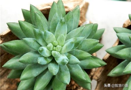 它像个小刺猬，一定会萌到你，并且花语还是积极的、有善意的