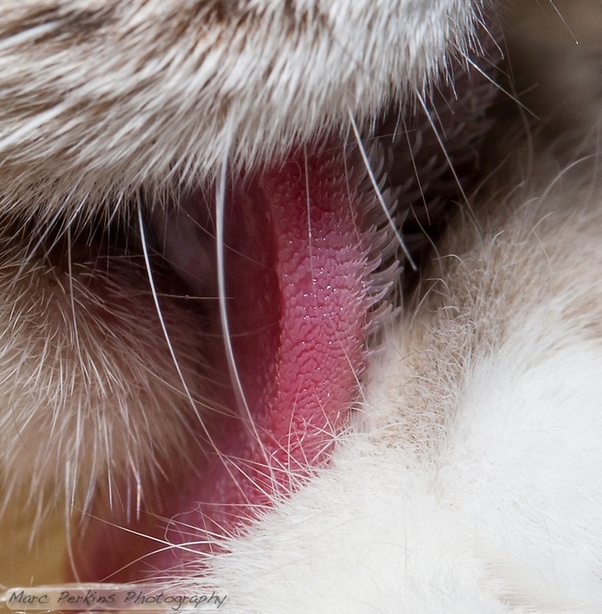 老虎为什么用舌头舔伤口,老虎舌头跟狮子的舌头一样吗