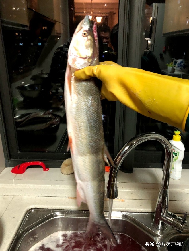 菜市场水产淡水鱼图片,菜市场鱼图鉴