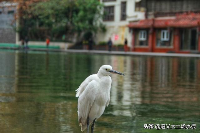 在冬天里看遵义湘江河上的秋色