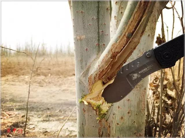 折叠狗腿刀,刀刀评测