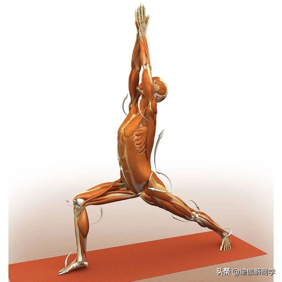 正位瑜伽哈他体式编排,精准正位60分钟瑜伽体式