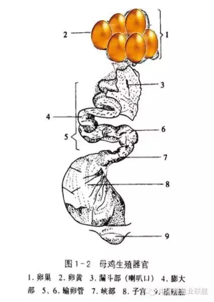 蛋鸡增蛋,蛋鸡增蛋最好的办法