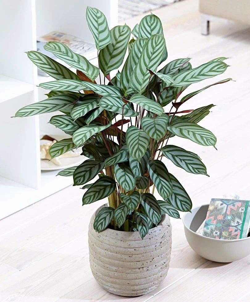 什么花适合室内养不需要阳光,阴冷的花