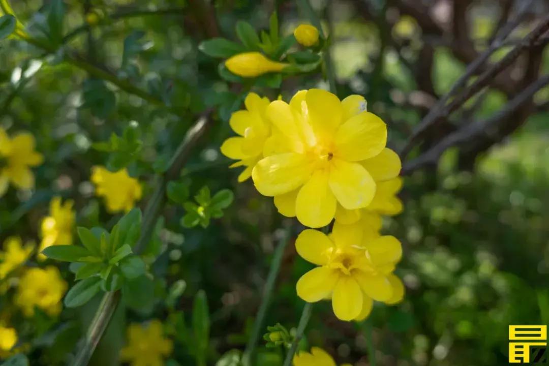 西交利物浦苏州校区,苏州西交利物浦美女