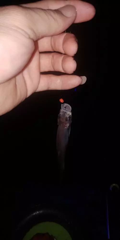 本汀财神鲫竿,本汀财神鲫完整版