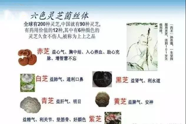 灵芝对身体有什么作用,灵芝对人的身体有什么作用呢