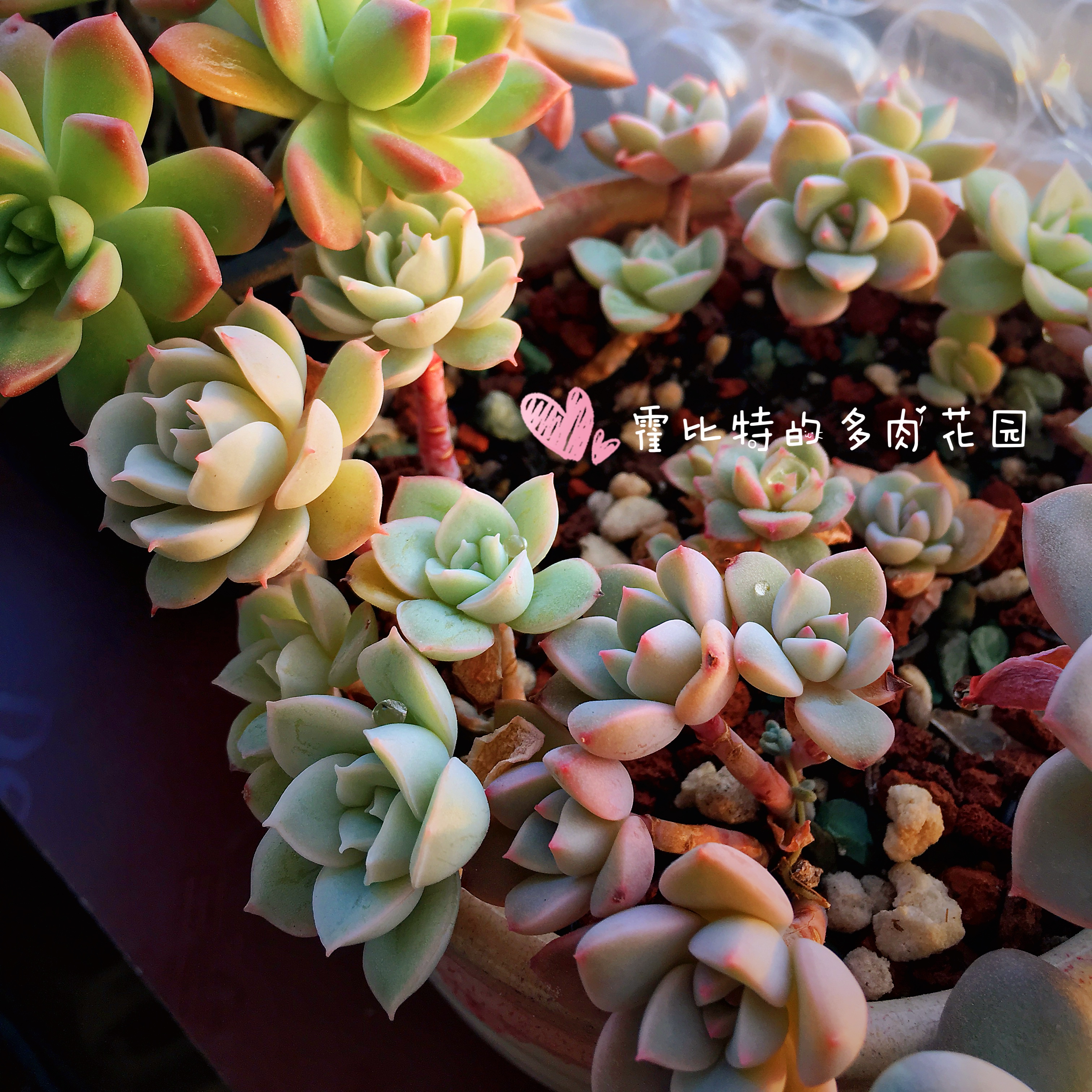 买多肉买花盆,买多肉植物品种靠谱吗