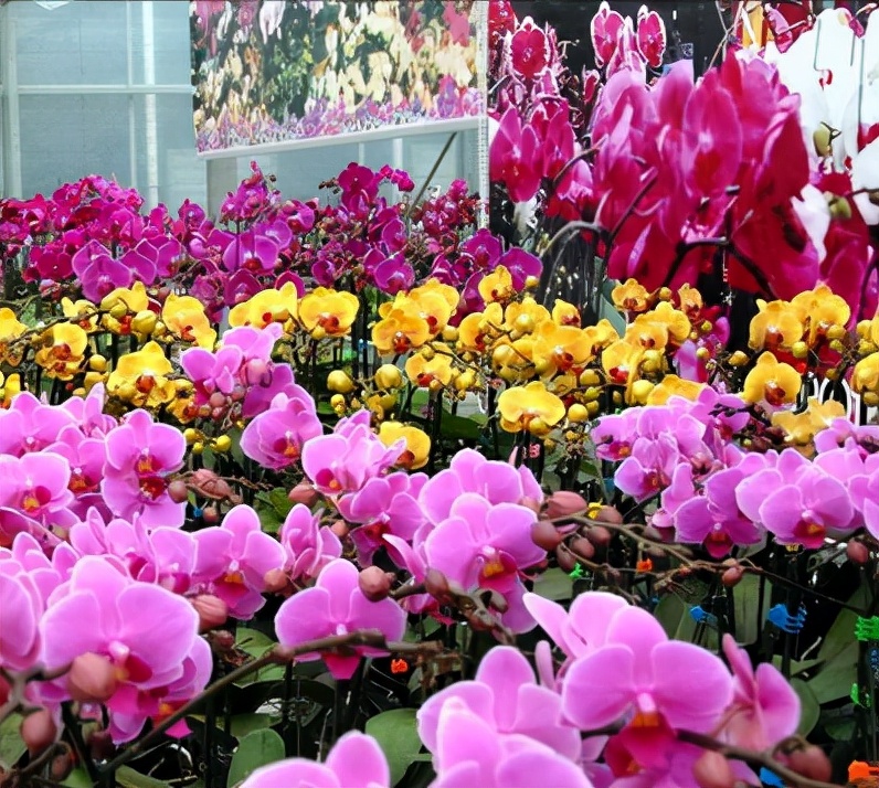 看芦头辨兰花种类,野生兰花种类图片