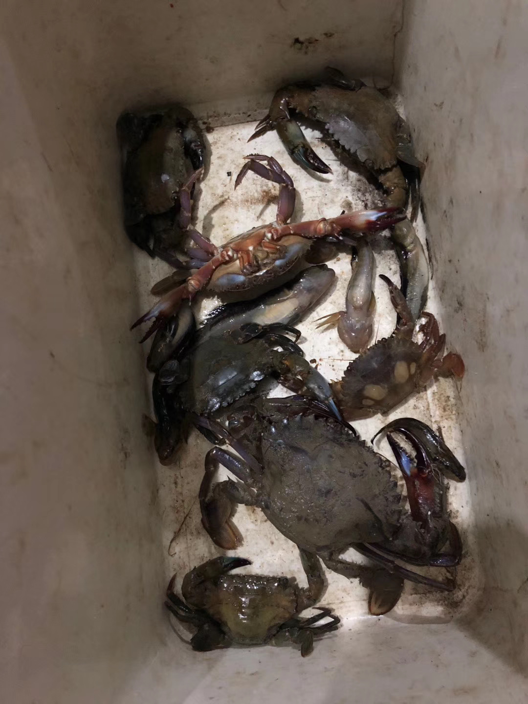 抓螃蟹的窝怎么做,螃蟹笼抓螃蟹