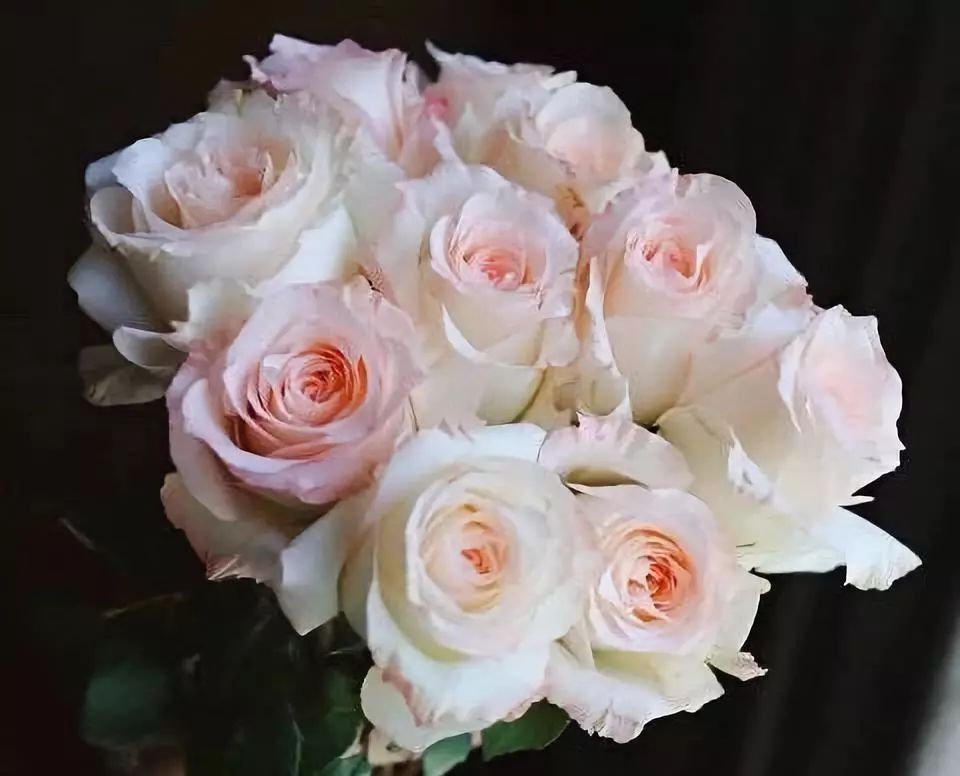 热销玫瑰,顶级进口玫瑰