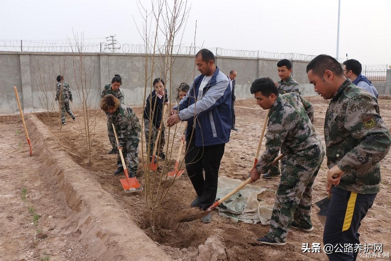公路养护网:*疆新**喀什伽师收费站开展植树造林