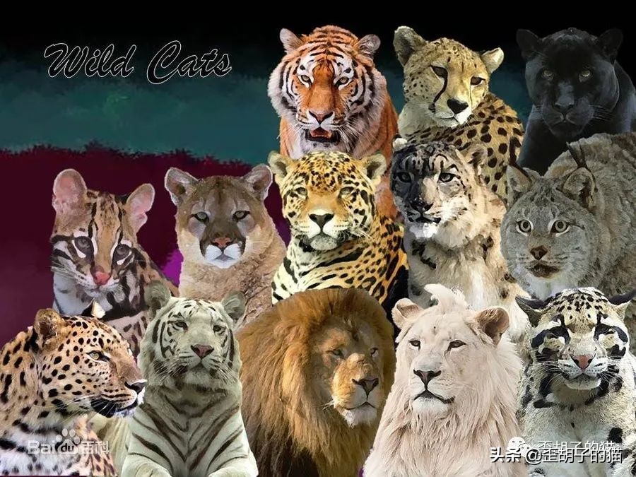 捏住老虎后颈就不敢动了,捏住老虎后颈肉会怎样