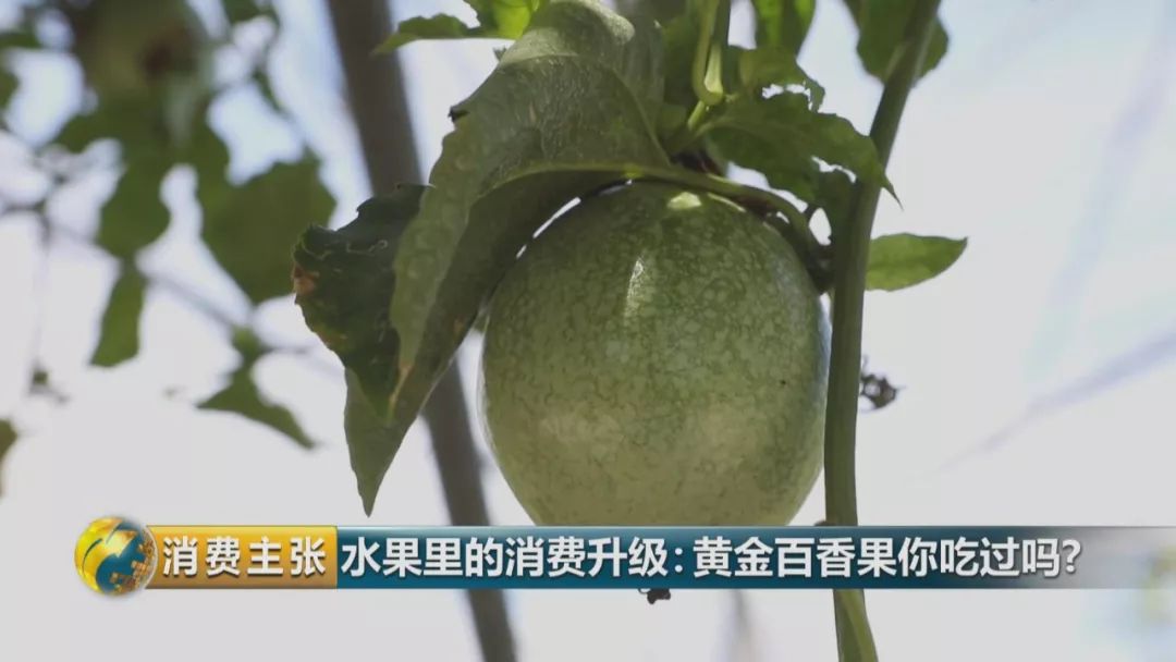黄金百香果口感和普通百香果有何区别?