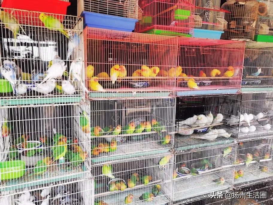 2元花盆批发清仓,2元花卉批发市场