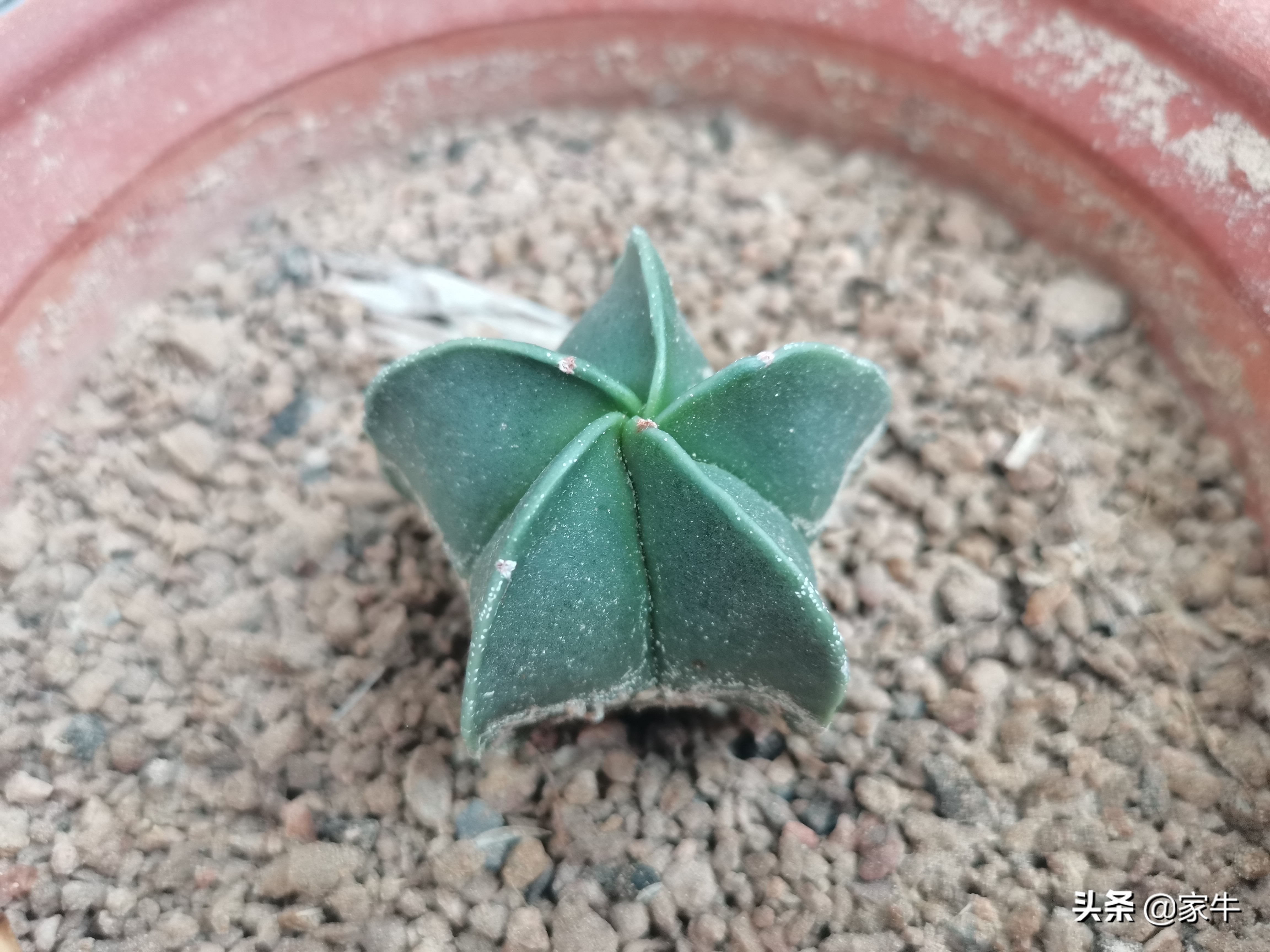 家牛的宠物龟、草金鱼、仙人球日志第501日