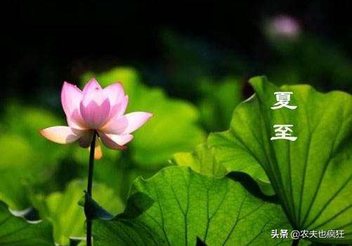 夏至三庚数头伏怎么说呢,夏至三更数初伏是啥意思