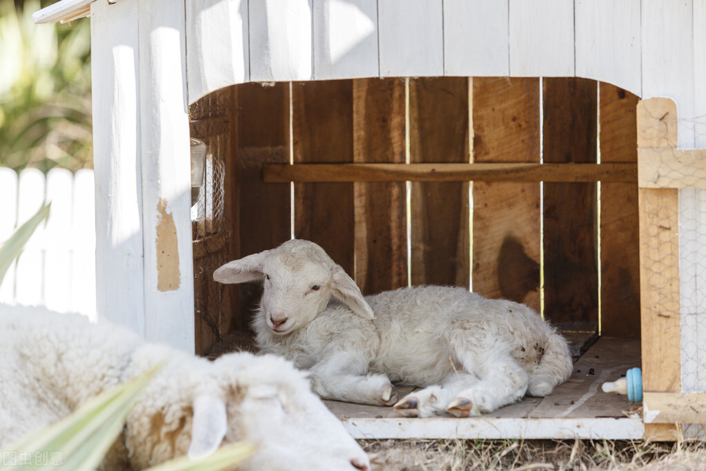 养羊防小羊吃奶,母羊为什么不愿意给小羊喂奶了