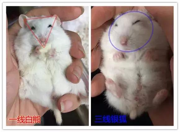 仓鼠怎么分辨一线和三线,三线仓鼠大战一线仓鼠
