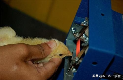 给鸡断喙有什么好办法,鸡怎样断喙