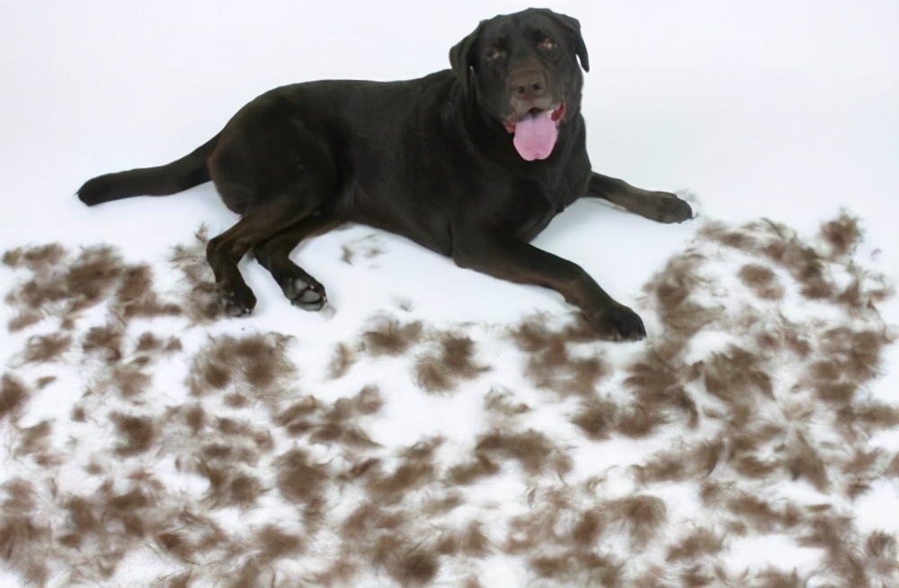 边牧和拉布拉多犬的优点和缺点,单血统拉布拉多有什么缺点