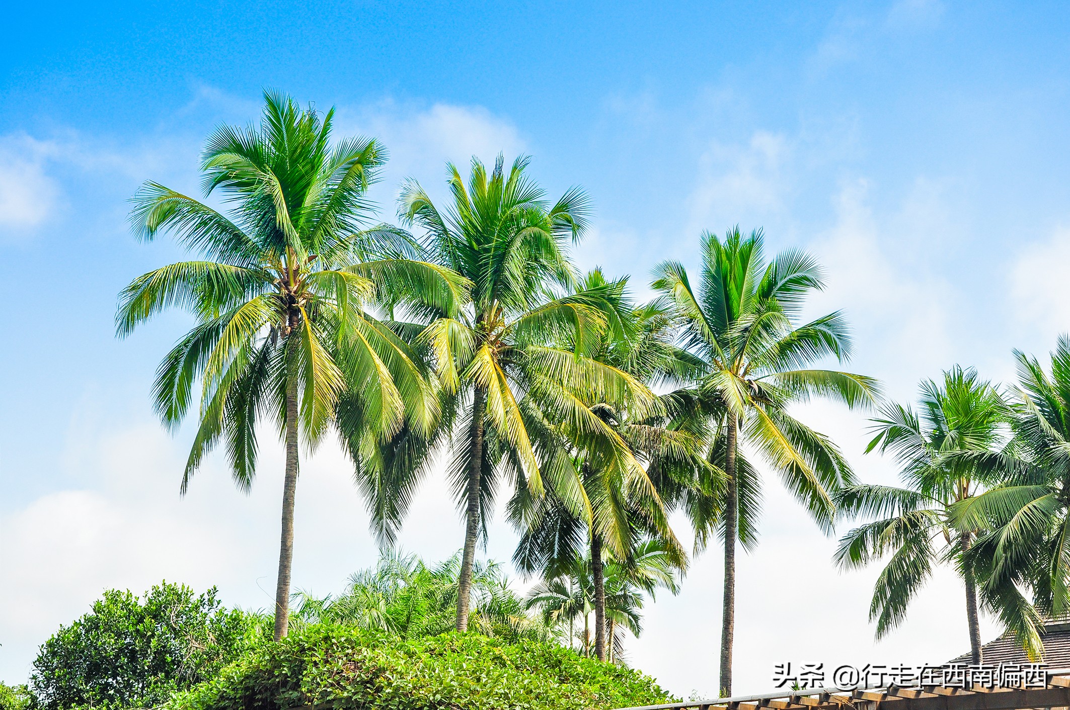 西双版纳五树六花中心,西双版纳五树六花地理位置
