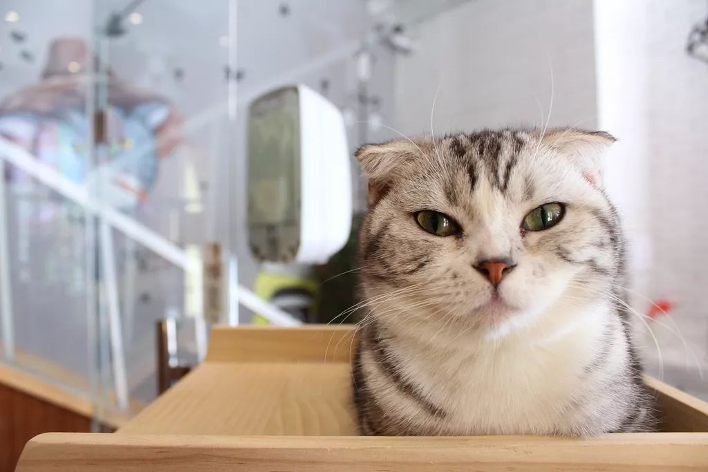 家里小猫咪害怕出门,平常特别怕人的猫突然溜出去了