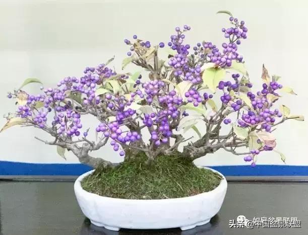 日本盆景巨匠木村正彦作品全程 (木村正彦盆景作品)