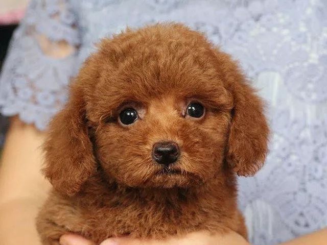 自从养了狗狗朋友都嫌弃了,自从养了狗后再也没吃过零食