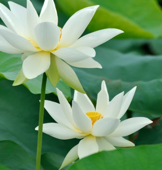 中医肺与大肠，肾与膀胱的实证特点