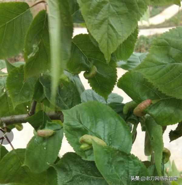 桃树春蚜的防治及有效药物,桃树枝上有球状害虫