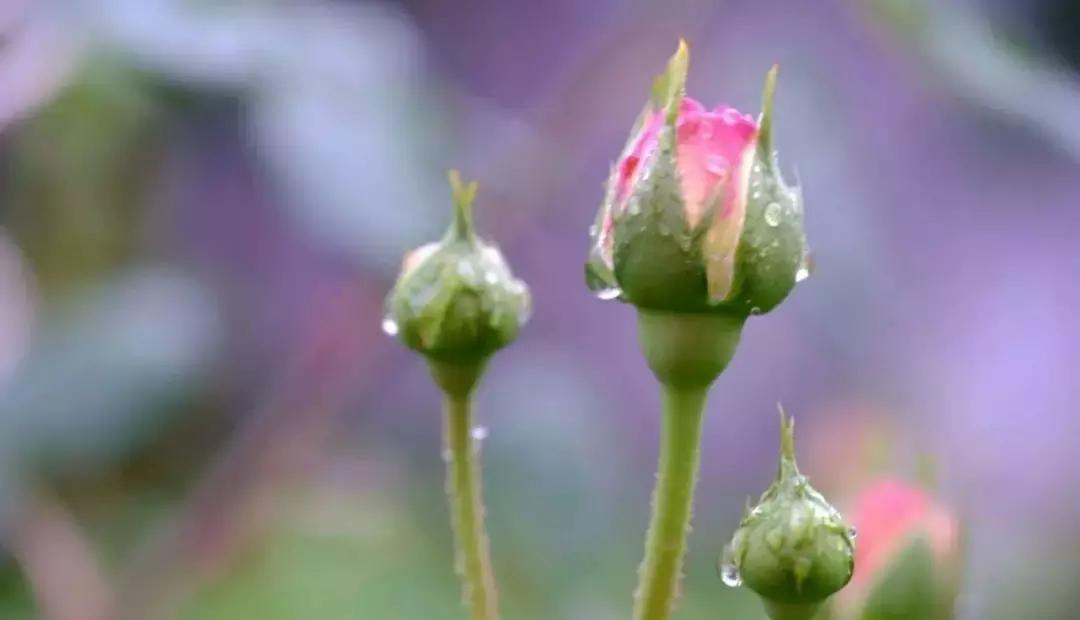 发现女儿偷看自己怎么办,发现女儿偷看电视