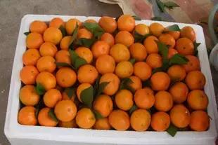 沙糖桔为什么那么容易烂,沙糖桔烂了表现出什么症状