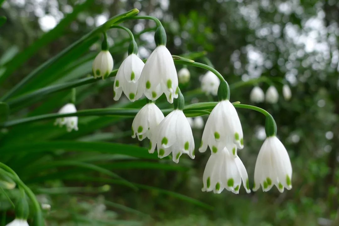 石蒜属常见观赏植物有哪些品种,石蒜科花朵的特点
