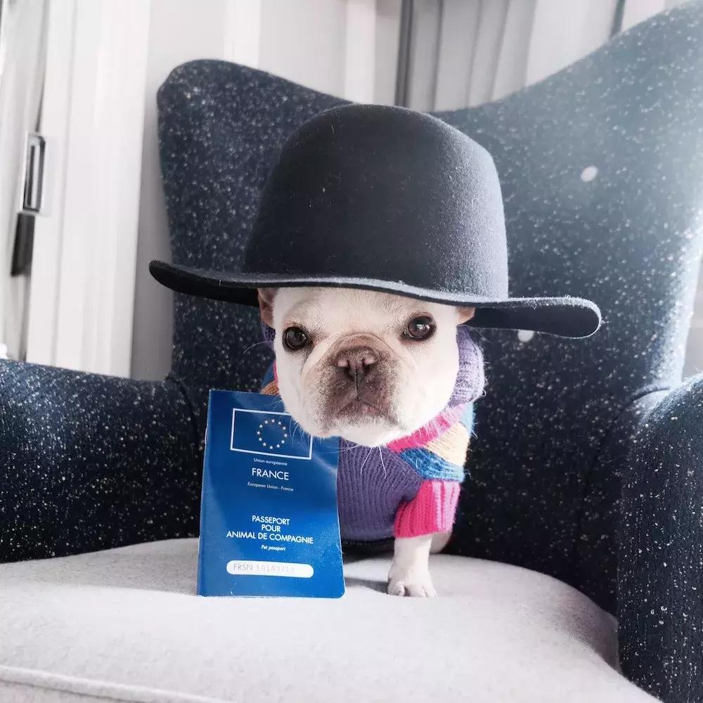 年底“人类大迁徙”，猫猫狗狗旅行怎么办？