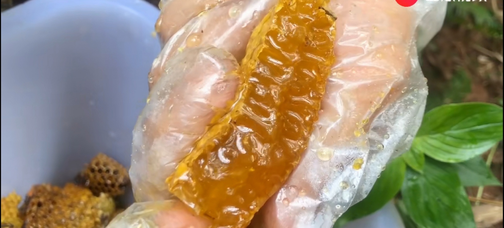 摘野生蜂窝吃蜜,荒山野岭野生蜂窝