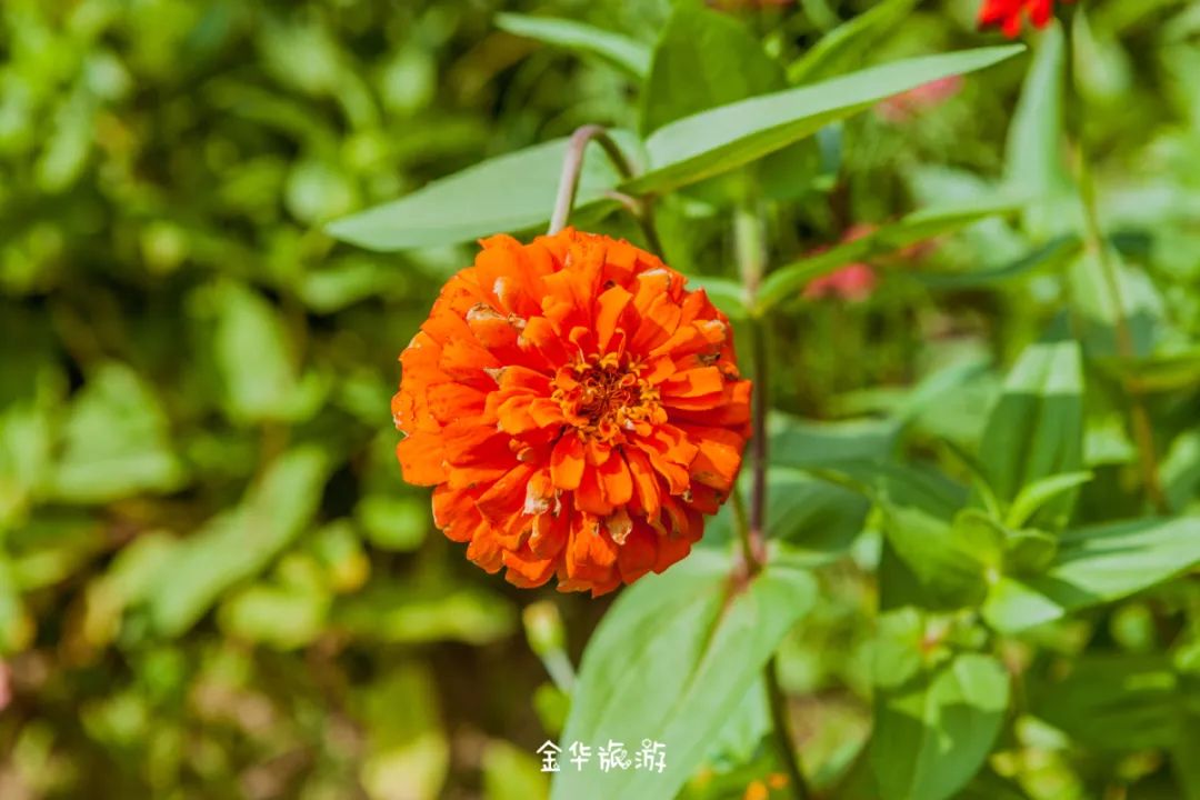 藏在崇山峻岭深处的世外桃源,藏在深山老林里的世外桃源