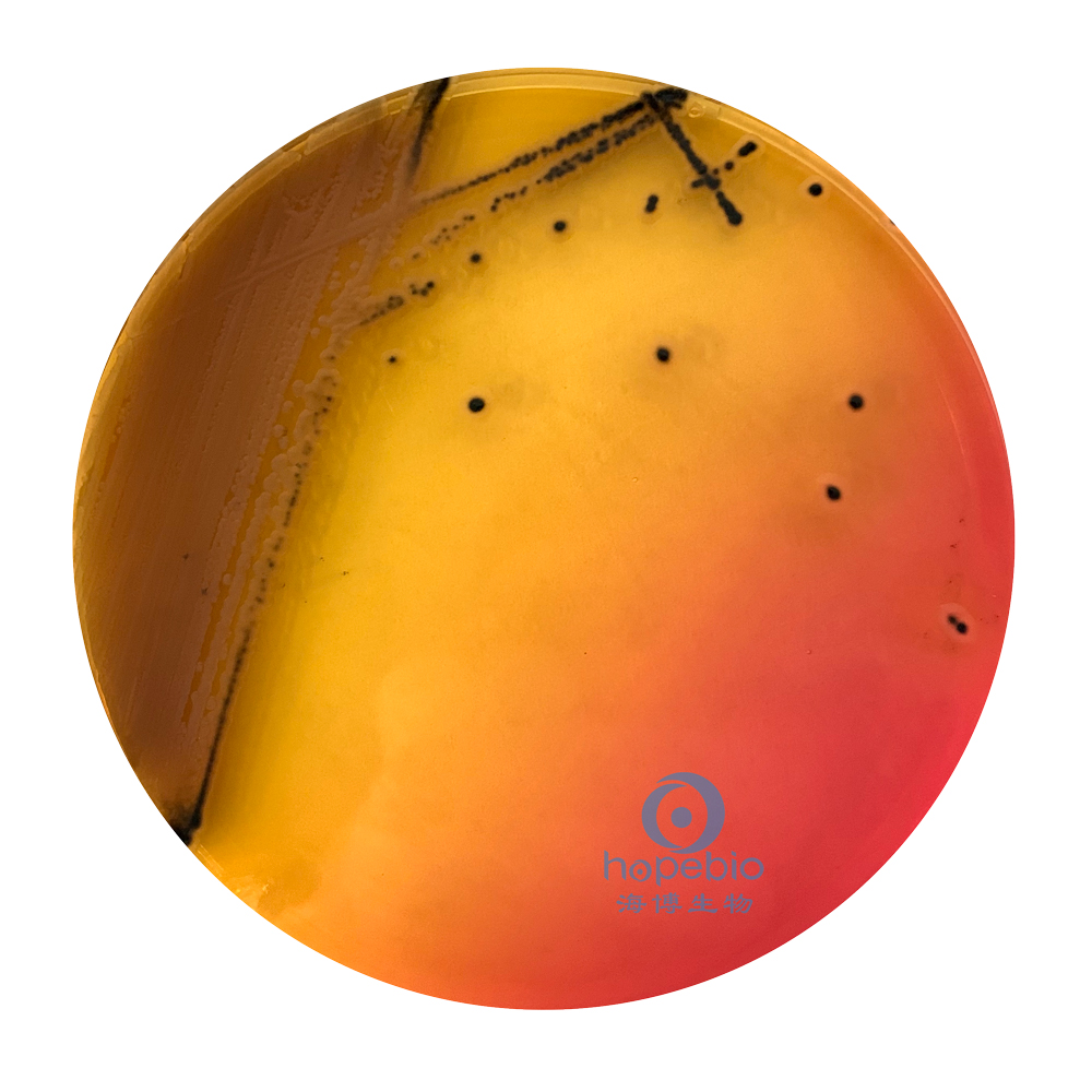 普通变形杆菌有哪些,为什么奇异变形杆菌那么难治